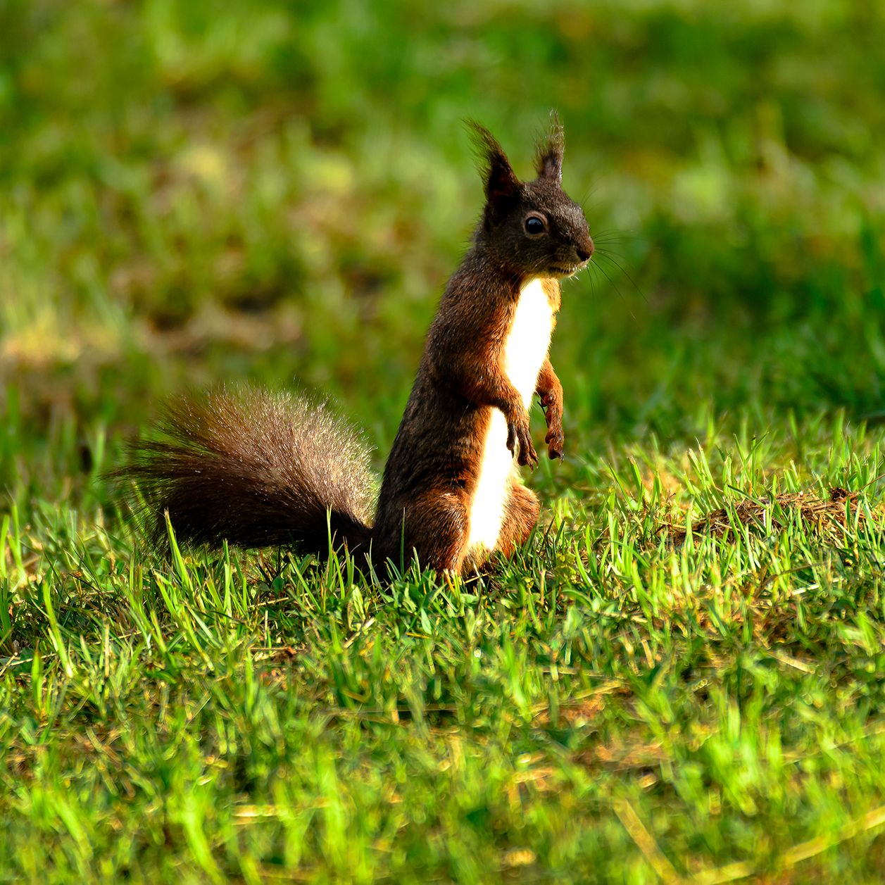 Europäisches Eichhörnchen